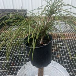 Super Cool WHIPCORD CEDAR!