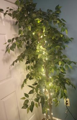 6.5 Foot Ficus Tree In A 10in Pot With Faux Dirt