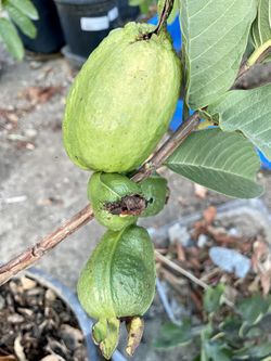 Tropical White Guava Trees With Flowers