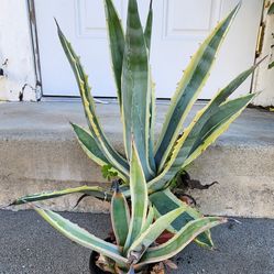 Variegated Agave 