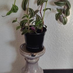  Tradescantia Zebrina And Tradescantia Fluminensis Plants