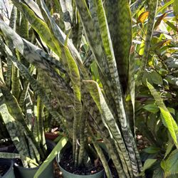 Snake Plants/mother Tongues