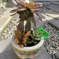 Beautiful Succulent Planter