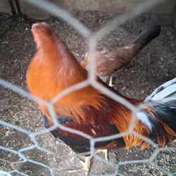 Jaula, Gallo
