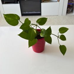 Live Indoor Pothos plant