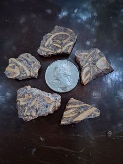petrified wood
