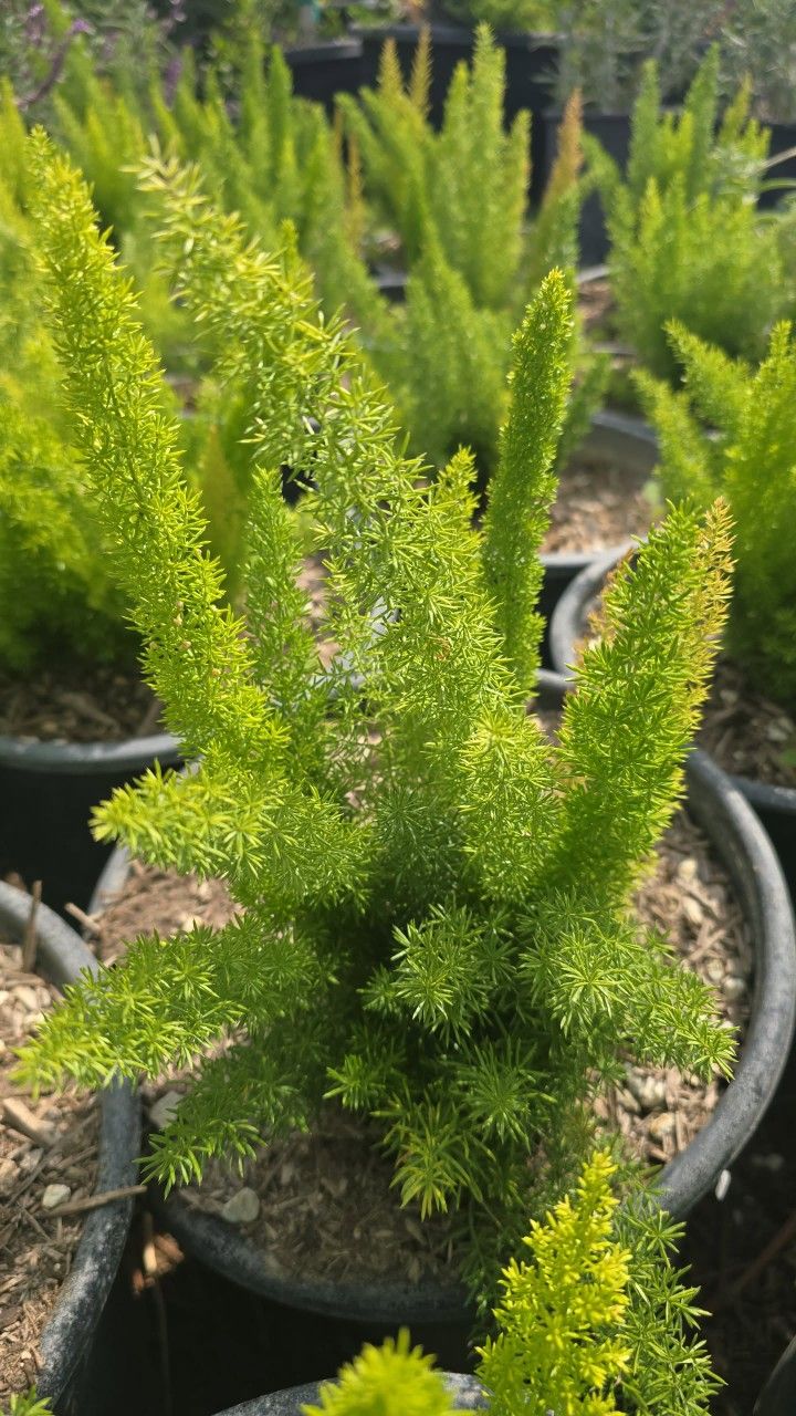 Foxtail plant