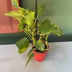 House Plant