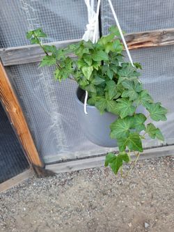 English Ivy Plant 8" Ceramic Pot