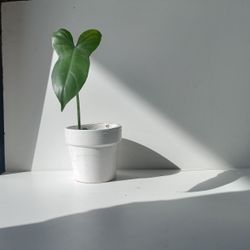 Rare Aroid Philodendron Golden Dragon Plant/ Indoor Plant/ House Plant Flower Patio Garden 