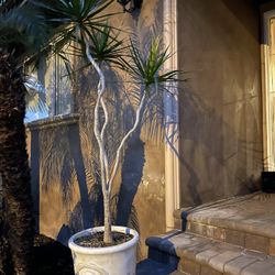 Matching Dracaena Plants 