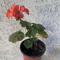 6 Inch Pot - Horseshoe Geranium - Pelargonium Zonale - Indoor Outdoor - Hot Pink Flowers - Rooted & Established - Drought Resistant 🪴🌺 