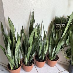 ♥️BEST PLANT ON PLANET♥️Snake Plants In 8” pot 