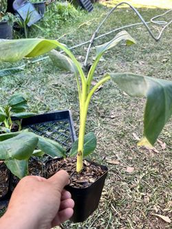 dwarf cavendish banana