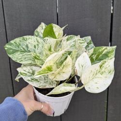 Pothos Marble Queen Plant 4" Pot - Indoor House Plants 