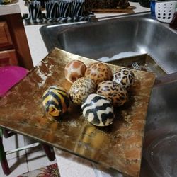 Glass Tray Leopard Animal Print Candle Eggs Set 8 Firm Lots Items My Post Go See