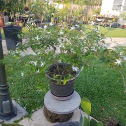 Angel wing Jasmine big 3 Feet tall $30.