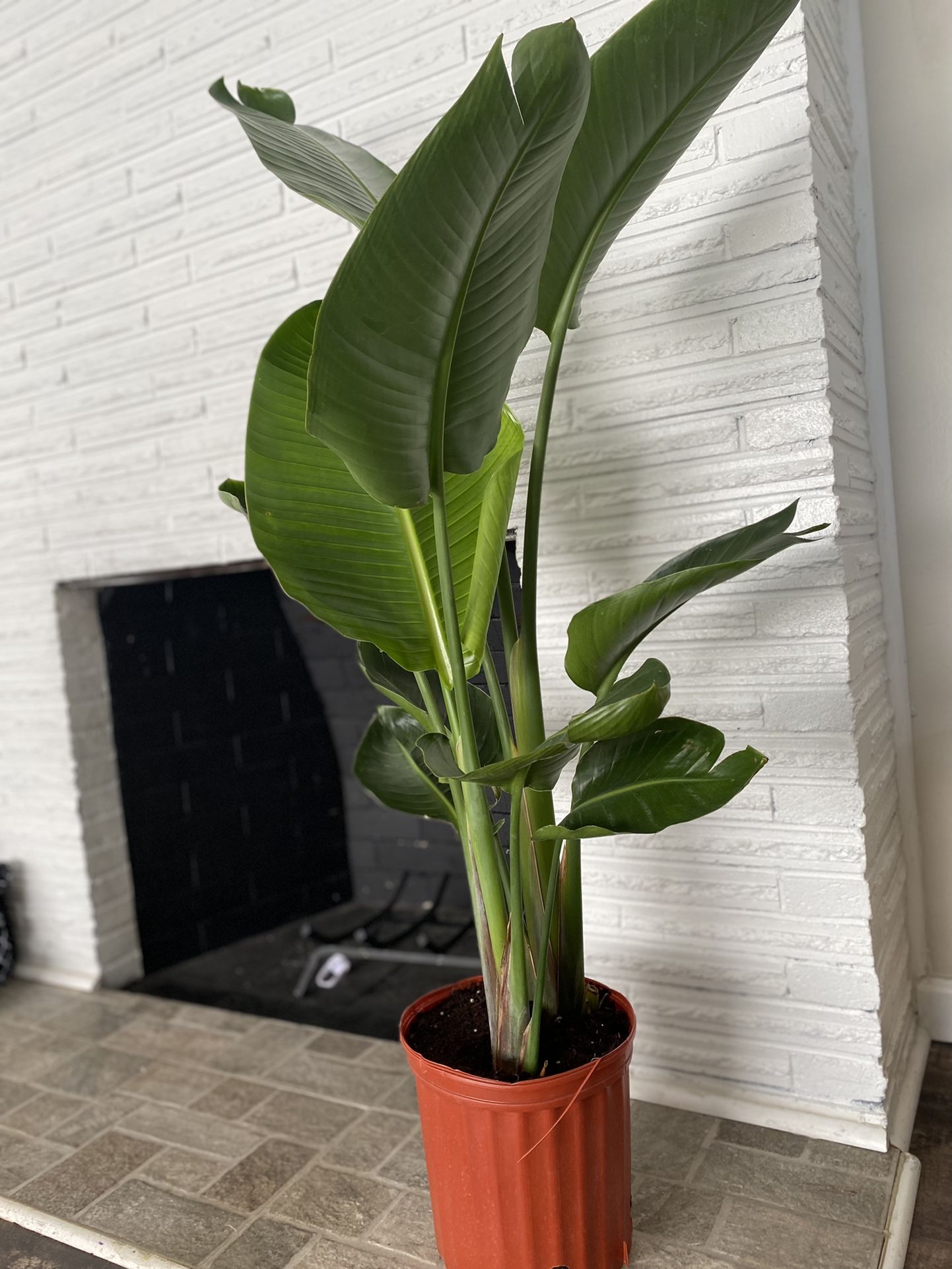 House plant