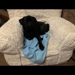 Dog chair excellent condition
