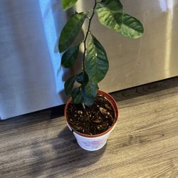 Tangerine grow up from seed