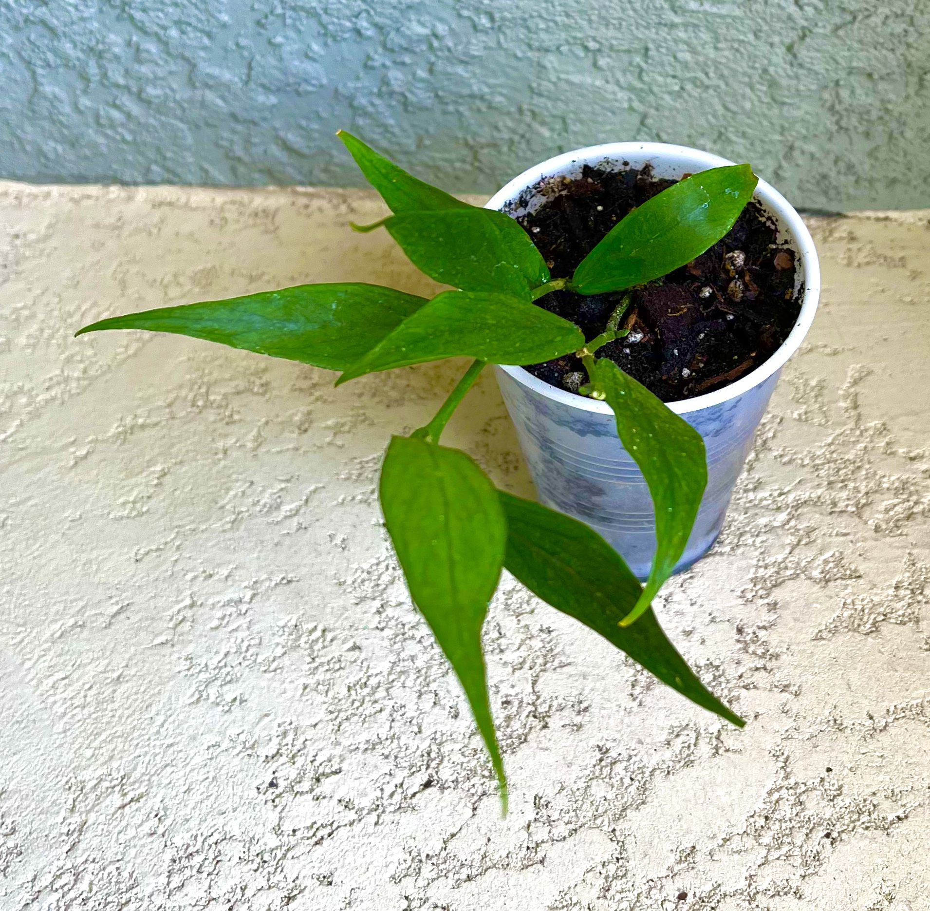 Hoya Polyneura  Plant 