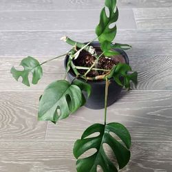 Rhaphidophora Tetrasperma Mini Monstera Houseplant