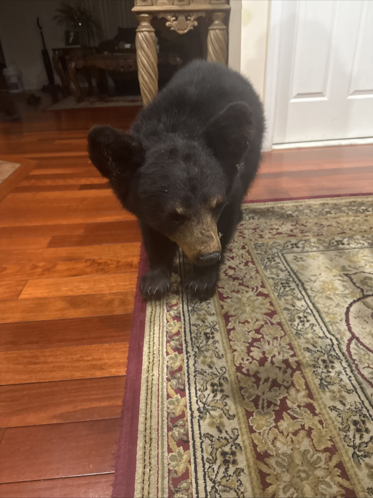 Black Bear Cub Taxidermy