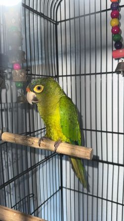 Bird cage