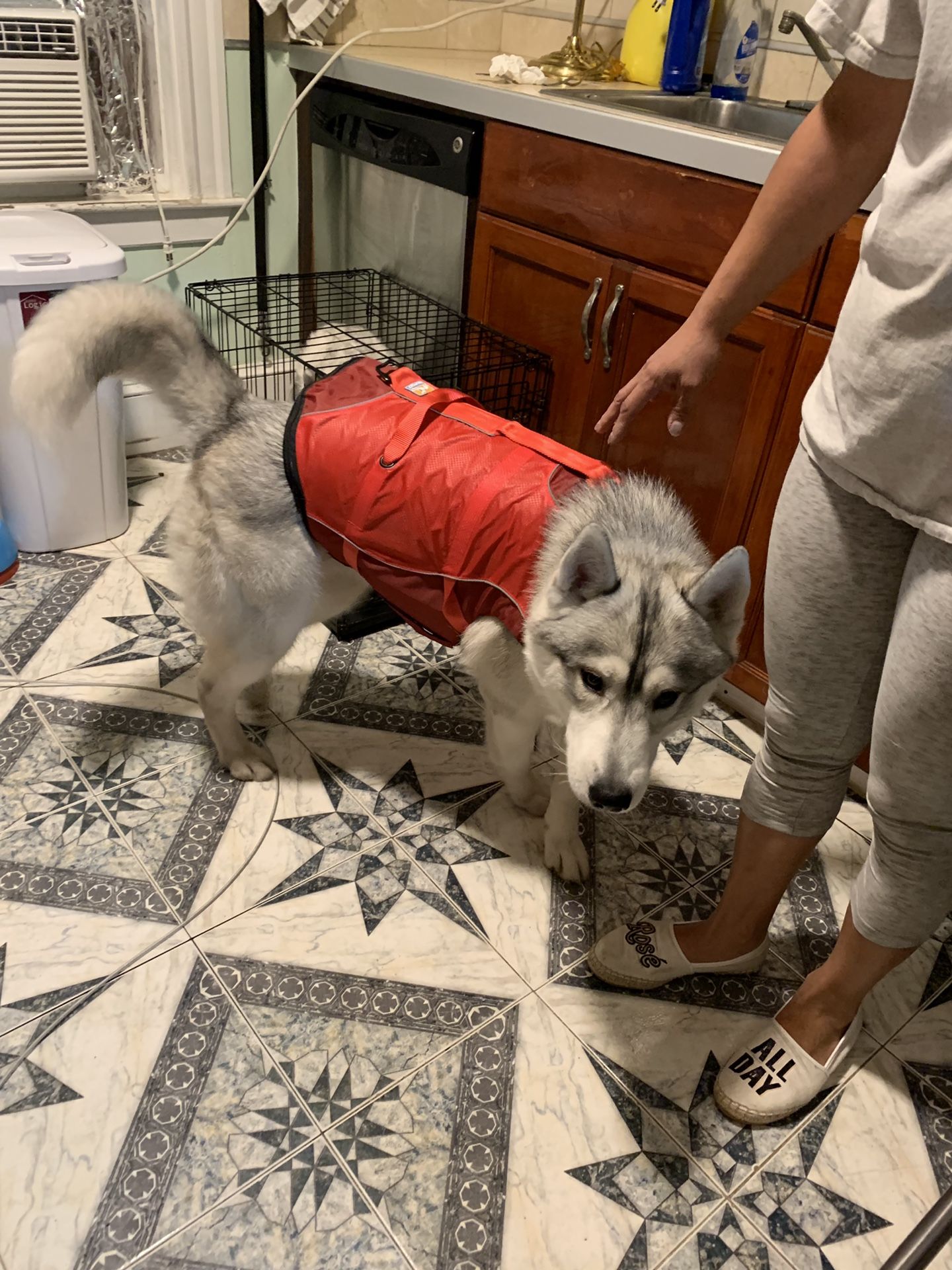 Large Dog Life Vest