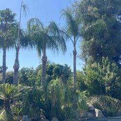 PALM TREES 🌴
