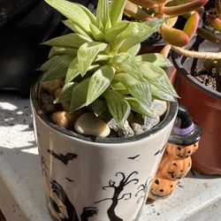 Succulents Plants 4”pot