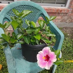 Hibiscus 🌺🌺 Plant 
