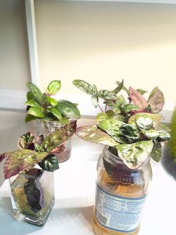 Purple Waffle Plant