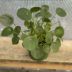 6” Pilea Money Plant 