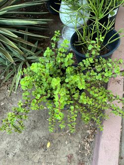 Elephant food plants