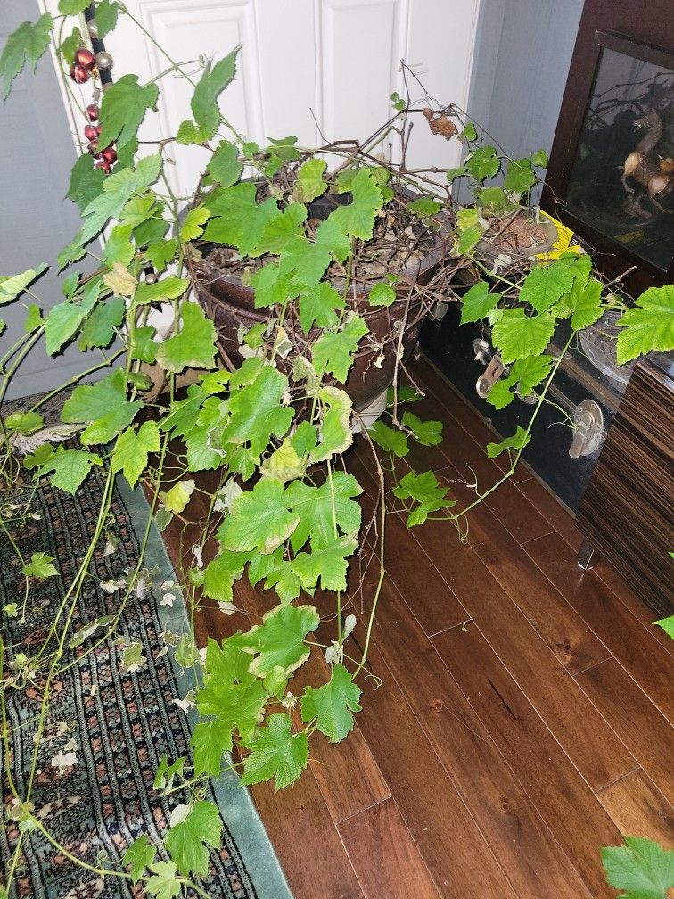 3 year old Grape vine