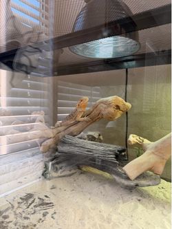 Bearded Dragon- Complete enclosure with accessories