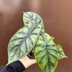 4” alocasia dragon scale