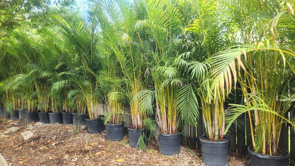 Beautiful Arecas Palms About 8 Feet Tall For Just $80 Instant Privacy Plants Green Fencing Privacy Hedges
