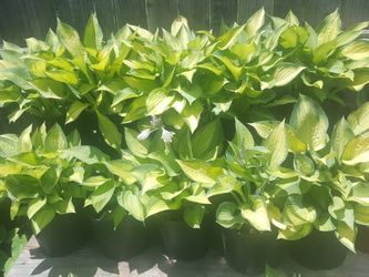 Hostas