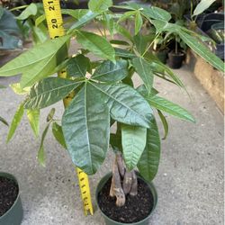 6” Pot Braided Money Tree, Super Heathy Indoor Plant, Now$22each;  95820