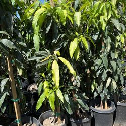 Mango Tree