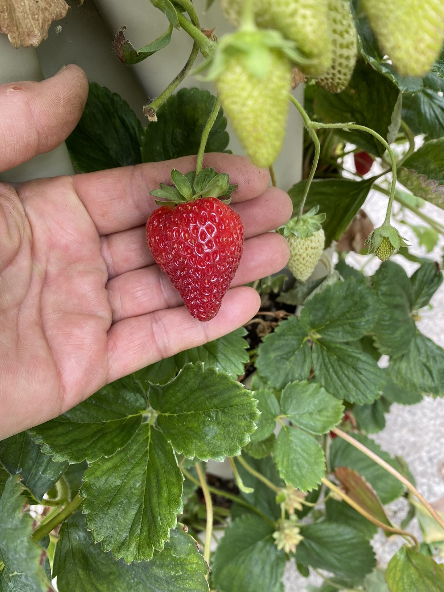 ALBION STRAWBERRY PLANTS ORGANIC SIMPLY THE BEST TASTING MOST PRODUCT WE HAVE GROWN