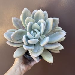 6” graptoveria opalina