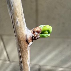 ginkgo biloba tree in a 1gal. pot 2yr old