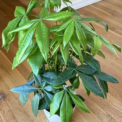 2ft. Non-Toxic Money Tree Plant w/ Braided Trunk / Free Delivery Available 