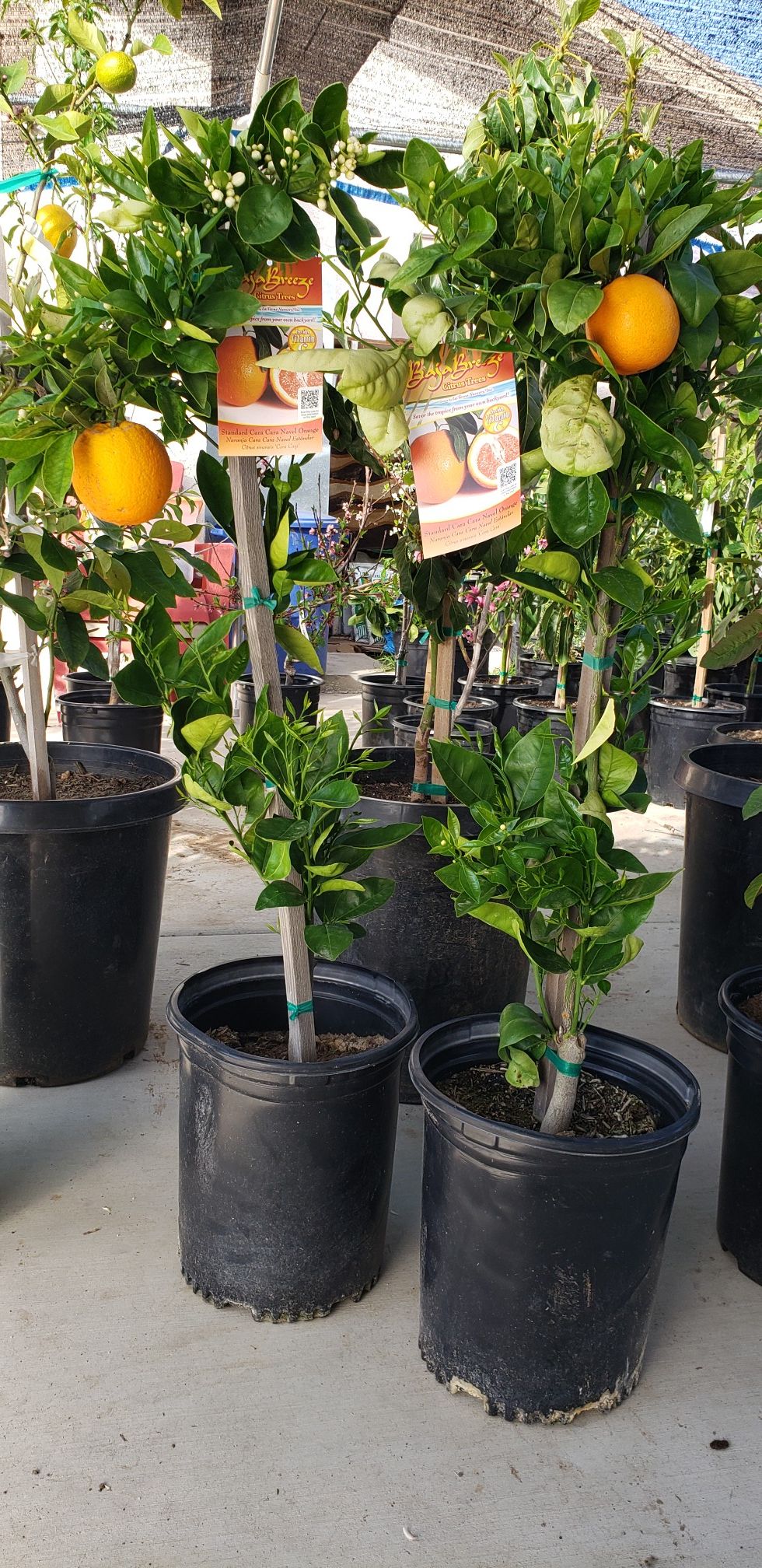 Arboles de Ingerto de 3 difetentes frutas,durazno ,arboles de guayaba cirula, mango, naranja navel, naranja cara cara, nispero
