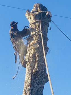 Cortamos árboles en todo Houston