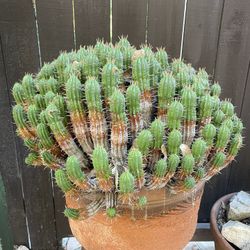 Euphorbia ferox - Large Specimens In Terra-cotta