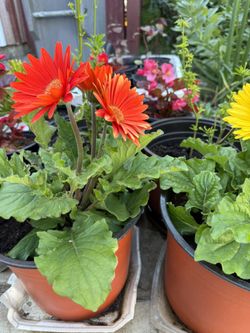  Gerbera Plants Pot 